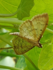 Herpetogramma dorsipunctalis