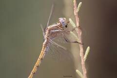 Orthetrum chrysostigma