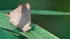 Surendra quercetorum