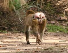 Macaca sylvanus