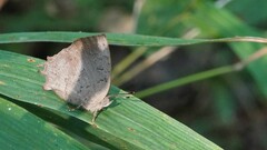 Surendra quercetorum