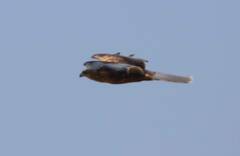 Circus aeruginosus