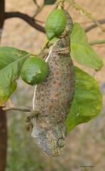 Chamaeleo chamaeleon