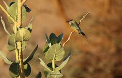 Merops albicollis