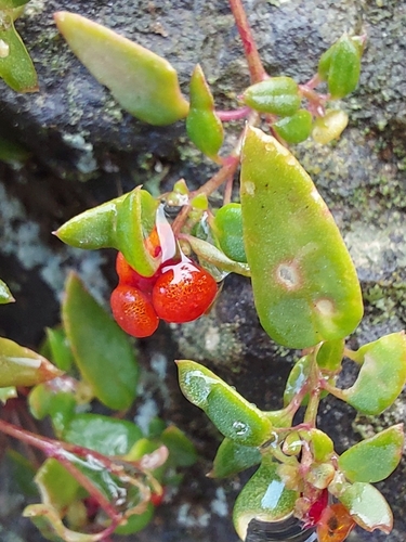 Chenopodium image