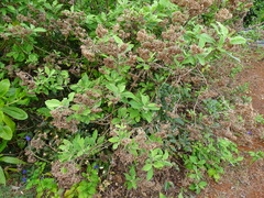 Pluchea odorata odorata