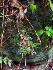 Neckeropsis disticha