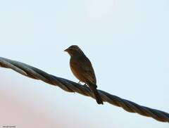 Emberiza sahari