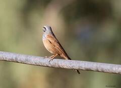 Emberiza sahari