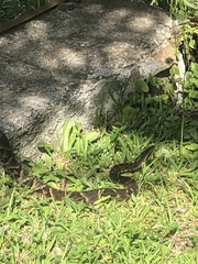 Bothrops jararaca