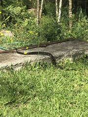 Bothrops jararaca