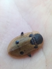 Dendroxena quadrimaculata