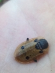 Dendroxena quadrimaculata