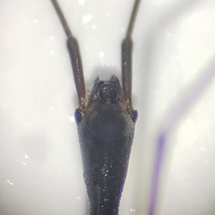 Hydrometra stagnorum