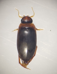 Liopterus haemorrhoidalis