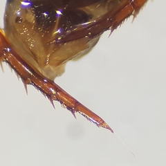 Liopterus haemorrhoidalis