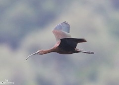 Plegadis falcinellus