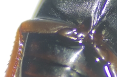 Liopterus haemorrhoidalis