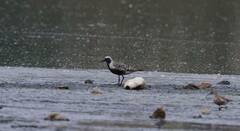 Pluvialis squatarola