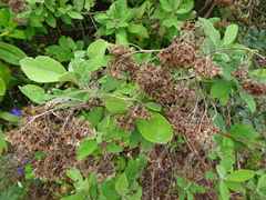 Pluchea odorata odorata