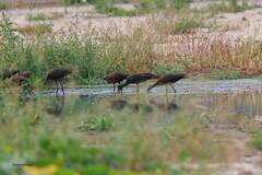 Plegadis falcinellus