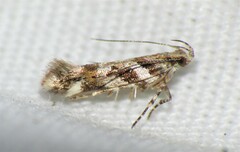 Aristotelia roseosuffusella