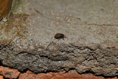 Conotrachelus posticatus