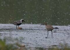 Pluvialis squatarola