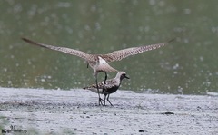 Pluvialis squatarola