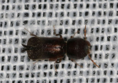 Bostrichidae