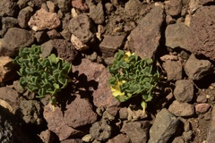 Oxalis compacta