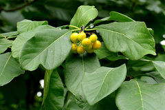 Ehretia dicksonii