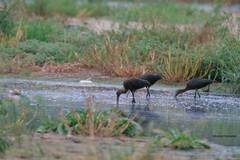 Plegadis falcinellus