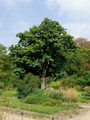 Ehretia dicksonii