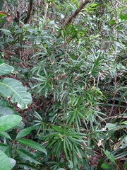 Podocarpus lucienii