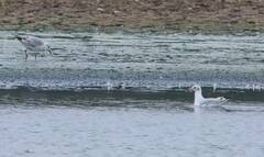 Chroicocephalus ridibundus