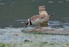 Charadrius hiaticula