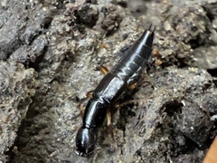 Homaeotarsus