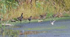 Gallinula chloropus