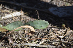 Opuntia stricta