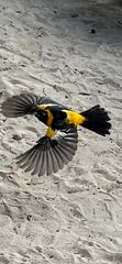 Icterus icterus