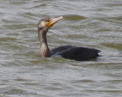 Phalacrocorax carbo