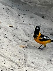Icterus icterus