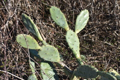 Opuntia stricta