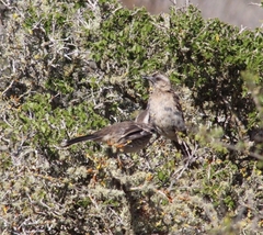 Mimus thenca