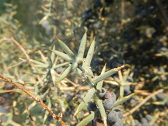 Asparagus horridus