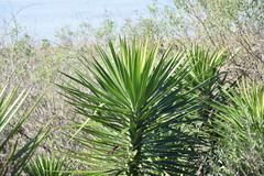 Yucca aloifolia