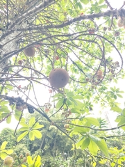 Couroupita guianensis