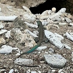 Cnemidophorus murinus