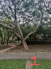 Ficus microcarpa microcarpa